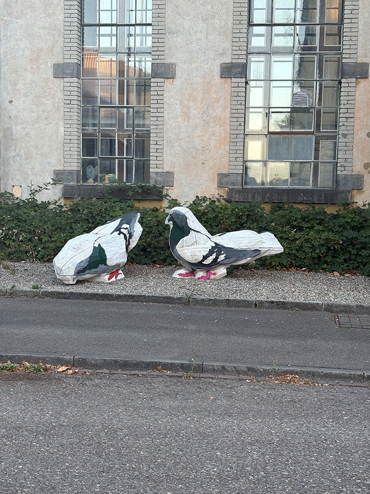 Tauben