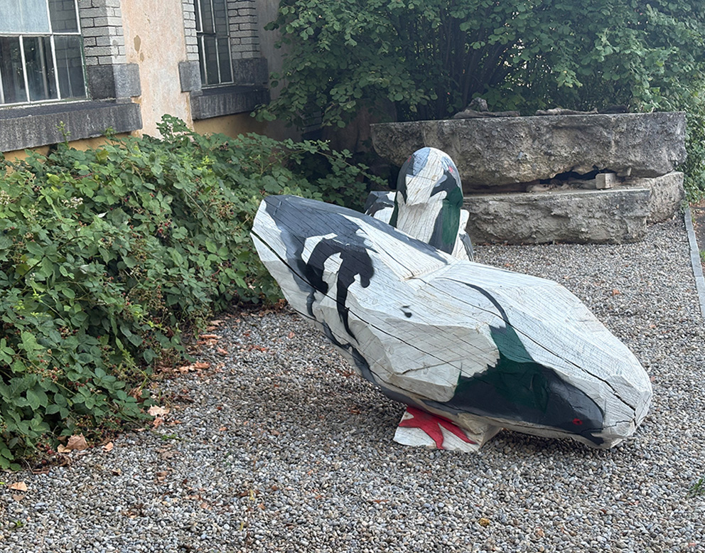 Tauben