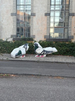 Tauben